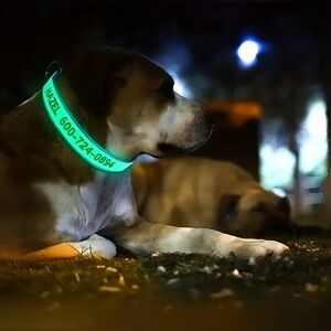 V.I.P. fluorescent personalized pet collars, XS - Large  ** made to order**